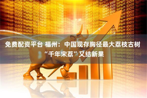 免费配资平台 福州：中国现存胸径最大荔枝古树 “千年宋荔”又结新果